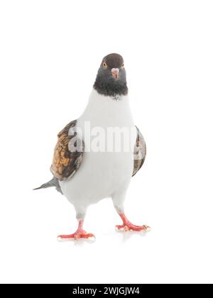 German pigeon modena isolated on white background Stockfoto