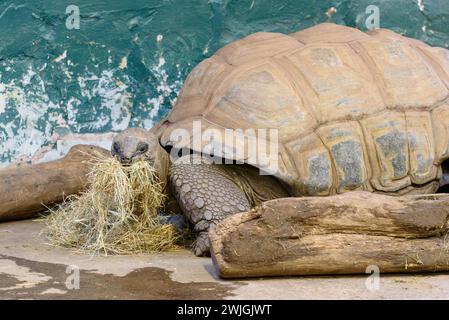 Eine Nahaufnahme einer Aldabra Riesenschildkröte, die im Twycross Zoo Stroh isst Stockfoto