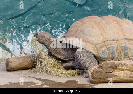 Eine Nahaufnahme einer Aldabra Riesenschildkröte, die im Twycross Zoo Stroh isst Stockfoto