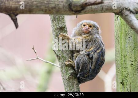 Eine Nahaufnahme eines Pygmy Marmoset, der sich an einen Zweig im Twycross Zoo klammert Stockfoto