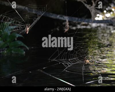 Spider baut sein Spinnennetz in der Natur Stockfoto
