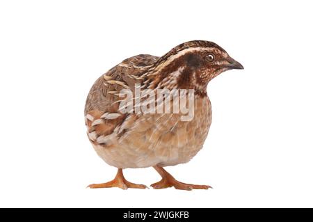 Wilde Wachteln ( Coturnix coturnix) isoliert auf weißem Hintergrund in Studioaufnahme Stockfoto
