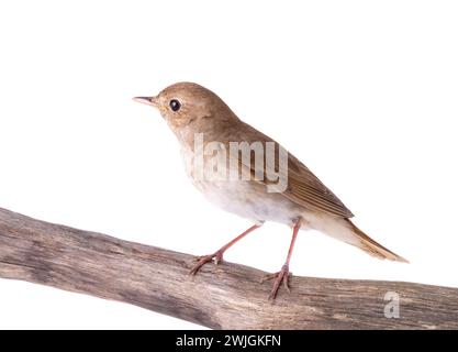 Nachtigall sitzt auf einem Zweig isoliert auf weißem Hintergrund. Stockfoto