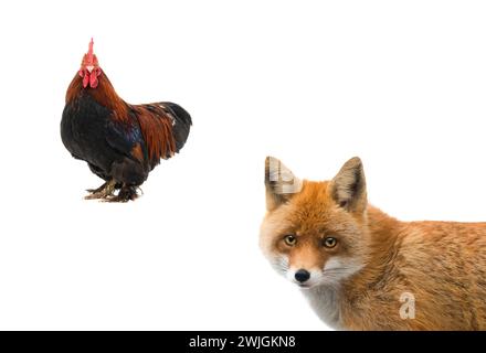 Hahn und Fuchs isoliert auf weißem Hintergrund. Stockfoto