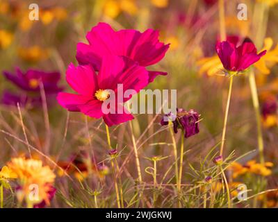 Nahaufnahme von wilden Blumen an einem sonnigen Tag Stockfoto