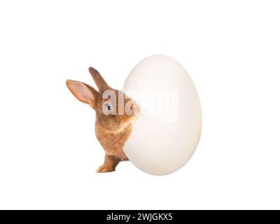 Hase guckt von einem osterei isoliert auf weißem Hintergrund. Stockfoto