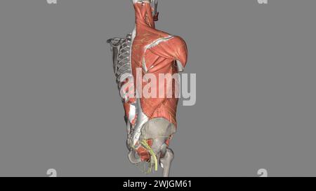 Rumpf, Nerven und Muskeln 3D Stockfoto