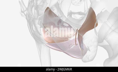 Die viszerale Beckenfaszie ist eine Kondensation von Bindegewebe, die sich aus der seitlichen 3D-Darstellung der Parietalfaszie ergibt Stockfoto