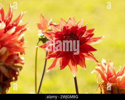 Schöne rote Dahlia auf gelbem Hintergrund Stockfoto