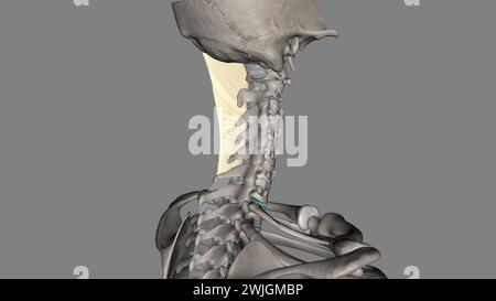 Das Nackenband ist ein Band im Nackenbereich, das mit der 3D-Abbildung des supraspinösen Ligamentes durchgehend ist Stockfoto