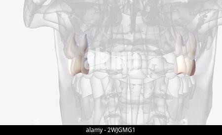 Der erste Oberkiefermolar ist der sechste Zahn von der Mittellinie in der 3D-Abbildung des oberen Bogens Stockfoto