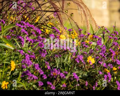 Wilde Natur an einem sonnigen Tag im Park Stockfoto