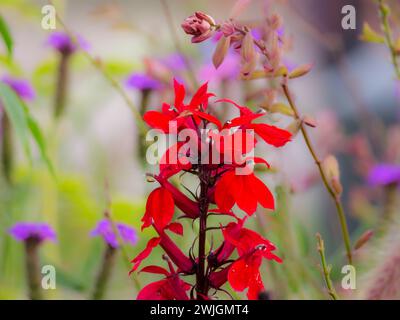 Wunderschöne Kardinalblume Stockfoto