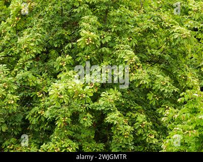 Schöner großer Kastanienbaum mit teilweise braunen Blättern Stockfoto