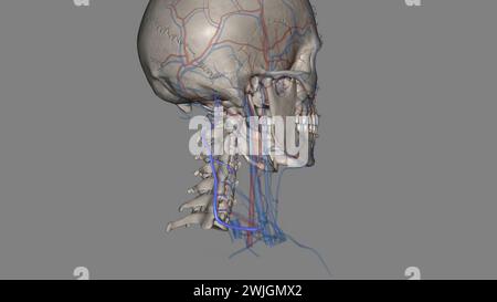 Die Vena cervical tiefs (Vena vertebralis posterior oder Vena tiefcervical posterior) begleitet ihre Arterie zwischen der Semispinales capitis und Colli 3d illu Stockfoto