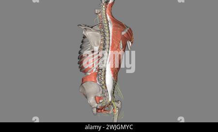 Rumpf, Nerven und Muskeln 3D Stockfoto