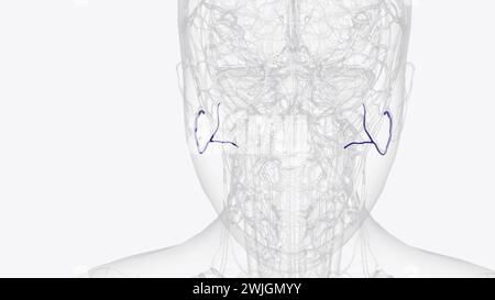 Die Arteria facialis transversalis ist eine Arteria, die von der Arteria temporalis oberflächlich verzweigt und über die 3D-Darstellung des Gesichtes verläuft Stockfoto