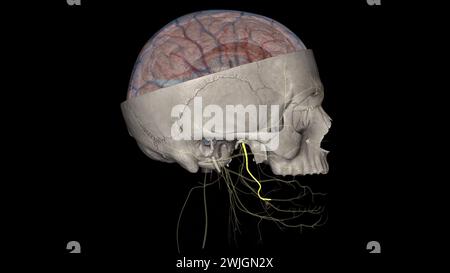 Der Nervus lingualis trägt die sensorische Innervation aus den vorderen zwei Dritteln der Zunge. Stockfoto