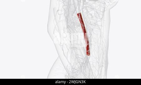 Menschliche Anatomie, die Aorta abdominalis ist die größte Arterie in der 3D-Abbildung der Bauchhöhle Stockfoto