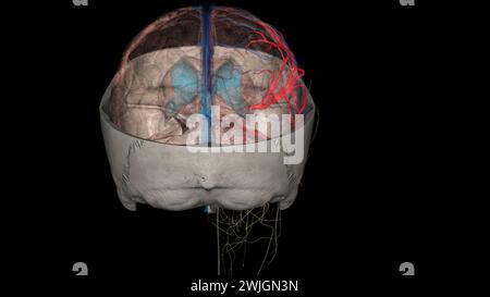 Die Arteria cerebri Media (MCA) ist eine kritische Arteria, die eine umfassende klinische Bedeutung hat. 3D-Darstellung Stockfoto