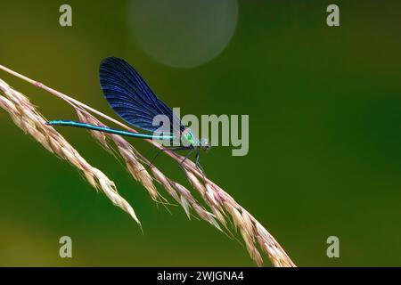 Wunderschöne Demoiselle (Calopteryx virgo) auf Spikelets von Taile Hafergras Stockfoto