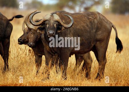 Afrikanische Büffel (Syncerus Caffer Caffer, auch bekannt als Cape Buffalo). Taita Hills, Kenia Stockfoto