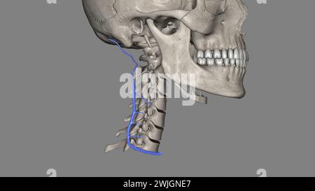 Die Vena cervical tiefs (Vena vertebralis posterior oder Vena tiefcervical posterior) begleitet ihre Arterie zwischen der Semispinales capitis und Colli 3d illu Stockfoto