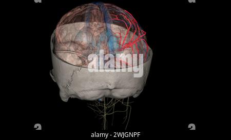 Die Arteria cerebri Media (MCA) ist eine kritische Arteria, die eine umfassende klinische Bedeutung hat. 3D-Darstellung Stockfoto