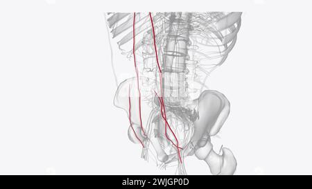 Die arterielle Versorgung des Abdomens erfolgt über die Äste der Aorta abdominalis 3d Abbildung Stockfoto