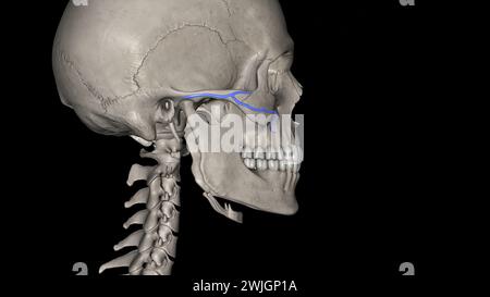 Die Arteria facialis transversalis ist eine Arteria, die von der Arteria temporalis oberflächlich verzweigt und über die 3D-Darstellung des Gesichtes verläuft Stockfoto