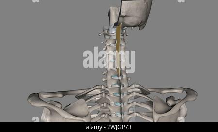 Das Nackenband ist ein Band im Nackenbereich, das mit der 3D-Abbildung des supraspinösen Ligamentes durchgehend ist Stockfoto