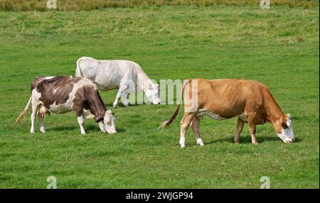 Drei verschiedenfarbige Kühe fressen Gras auf einer grünen Wiese Stockfoto
