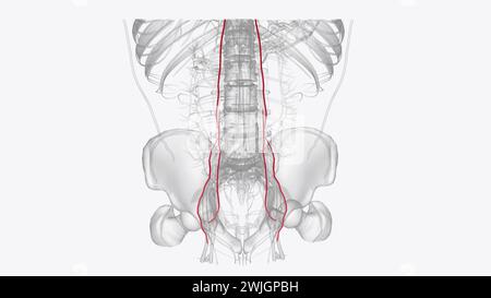 Die arterielle Versorgung des Abdomens erfolgt über die Äste der Aorta abdominalis 3d Abbildung Stockfoto