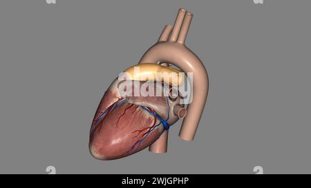 Pulmonalarterien transportieren Blut von Ihrem Herzen in Ihre Lunge 3D-Abbildung Stockfoto