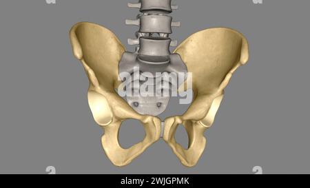 Die Hüfte ist der Bereich auf beiden Seiten der 3D-Abbildung des Beckens Stockfoto