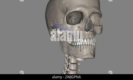 Die Arteria facialis transversalis ist eine Arteria, die von der Arteria temporalis oberflächlich verzweigt und über die 3D-Darstellung des Gesichtes verläuft Stockfoto