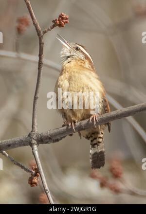 Carolina Wren Vogel hockte auf einem Zweig und sang in dickem Busch Stockfoto