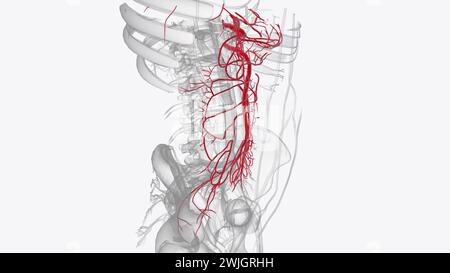 Arterien des vorderen Abdomens 3d medizinisch Stockfoto