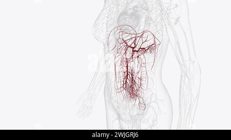 Arterien des vorderen Abdomens 3d medizinisch Stockfoto