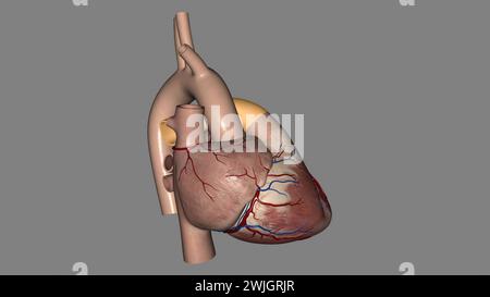 Pulmonalarterien transportieren Blut von Ihrem Herzen in Ihre Lunge 3D-Abbildung Stockfoto