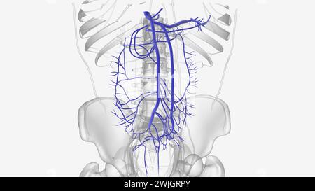 Das Leberportalsystem ist das System der Venen, das Blut vom Verdauungstrakt zur Leber transportiert 3D Illustration Stockfoto