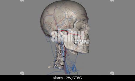 Die Arteria facialis transversalis (TFA) ist ein Ast der Arteria temporalis superficialis, der die 3D-Darstellung des lateralen Gesichtes durchdringt Stockfoto