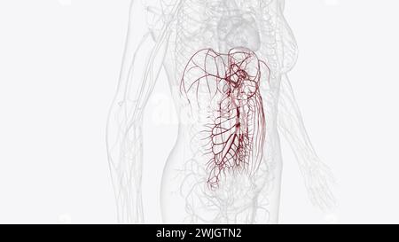 Arterien des vorderen Abdomens 3d medizinisch Stockfoto