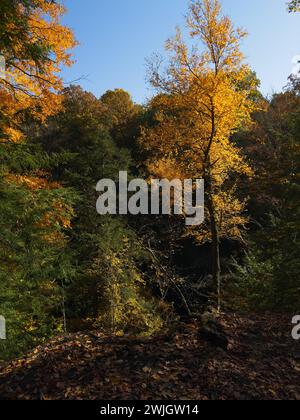 Goldene Blätter vor schattigen Wäldern in einem Naturpark in der Nähe von Cleveland Ohio Stockfoto