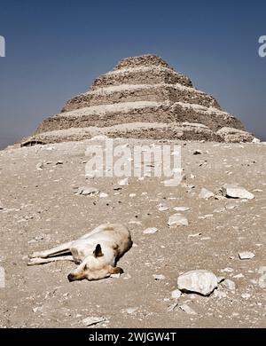 Hund schläft vor der Stufenpyramide von Zoser an einem sonnigen Tag, Sakkara Nekropolis, Gizeh, Ägypten. Stockfoto