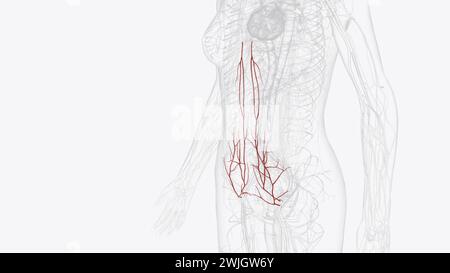 Die arterielle Versorgung des Abdomens erfolgt über die Äste der Aorta abdominalis 3d Abbildung Stockfoto