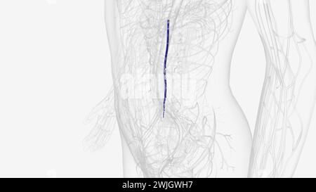 In der menschlichen Anatomie ist die Vena mesenterica inferior ein Blutgefäß, das Blut aus der 3D-Darstellung des Dickdarms ableitet Stockfoto