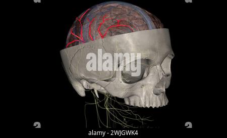 Die Arteria cerebri Media (MCA) ist eine kritische Arteria, die eine umfassende klinische Bedeutung hat. 3D-Darstellung Stockfoto