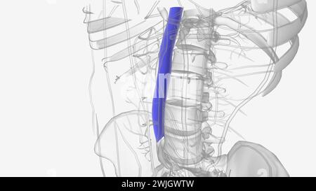 Die Vena cava inferior (IVC) ist die größte Vene des menschlichen Körpers Stockfoto