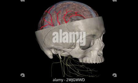 Die Arteria cerebri Media (MCA) ist eine kritische Arteria, die eine umfassende klinische Bedeutung hat. 3D-Darstellung Stockfoto